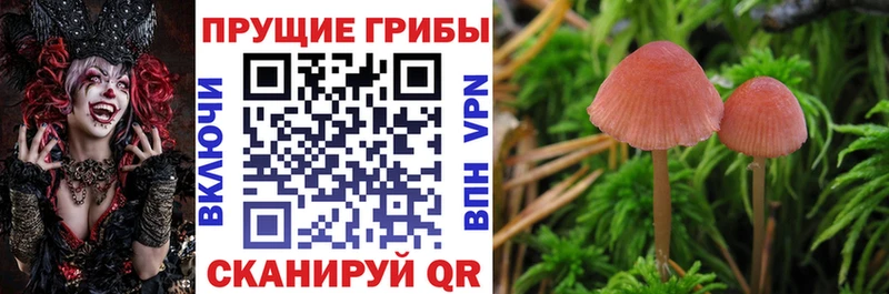 наркота  omg tor  Псилоцибиновые грибы Cubensis  Балабаново 